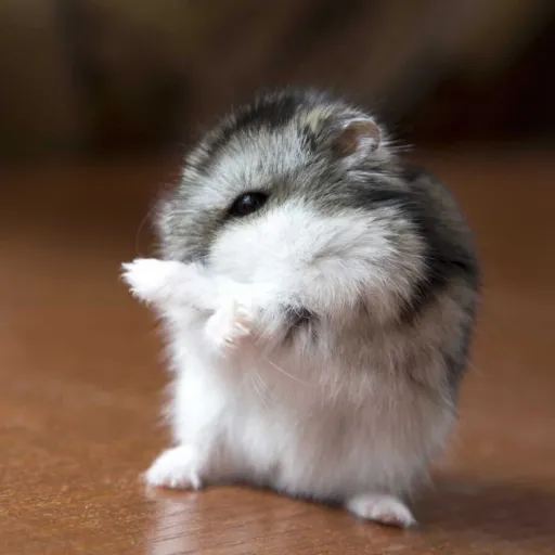 creator hamster magico's avatar
