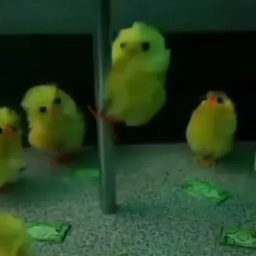 creator {😃Dancing chicks😃}'s avatar