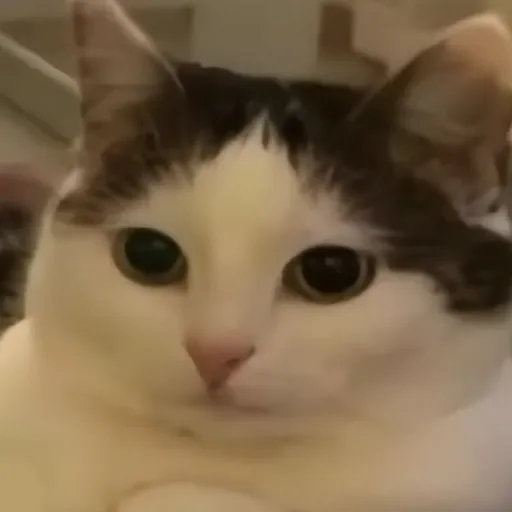 creator Escritor gatuno's avatar