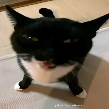creator ꧁༒ᴍɪᴋᴀꜱᴀ༒꧂'s avatar