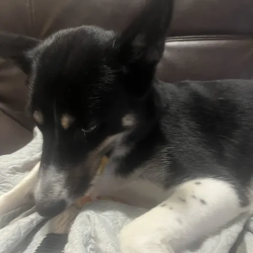 creator ᰔLillyෆ's avatar