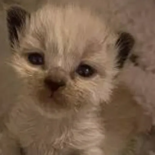 creator ✿Kitty_piee~✿'s avatar