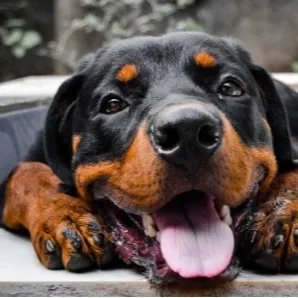creator Rottweiller13's avatar