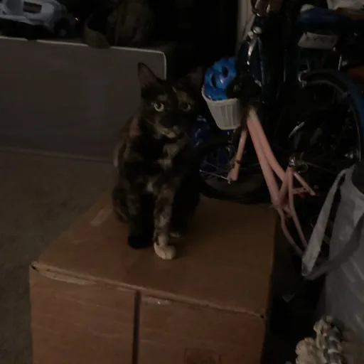 creator Meowmeowkittycat38's avatar