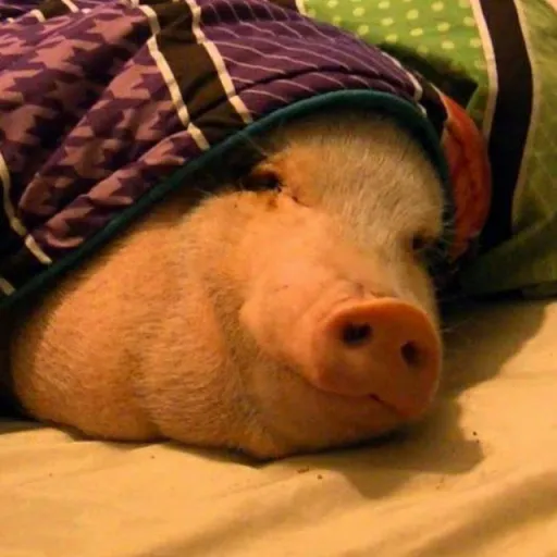 creator pig under blanket's avatar