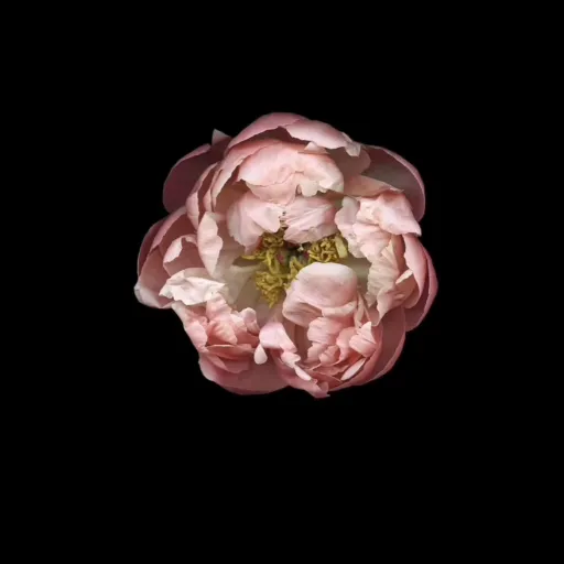 creator JayJay_loves_BL's avatar