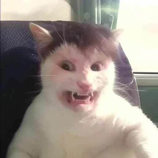 creator Crapu's avatar