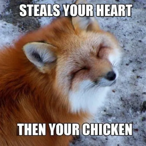 creator Grumpy fox's avatar