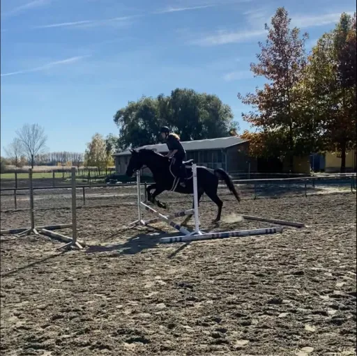 creator ZoeandStormie🎄's avatar