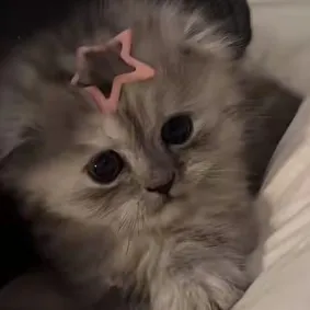 creator †CR4ZYKITTY†'s avatar