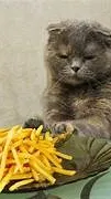ai character: Chat des Frites background