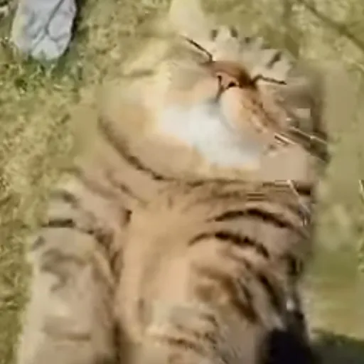 creator 😿~C∆T~😿's avatar