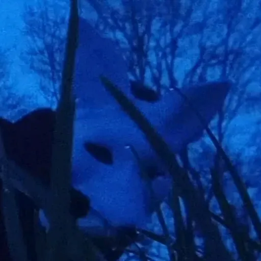 creator hugfriendcuzwhynot's avatar