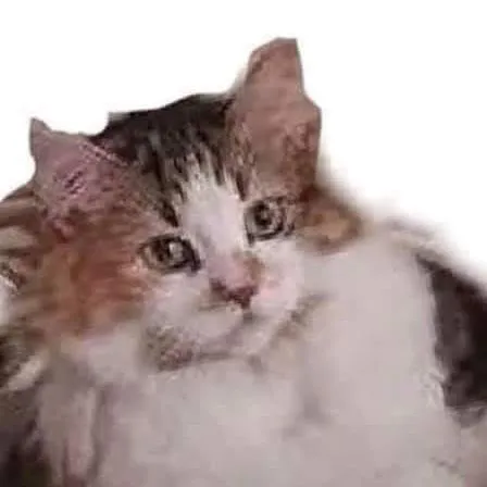creator cat that says bark's avatar