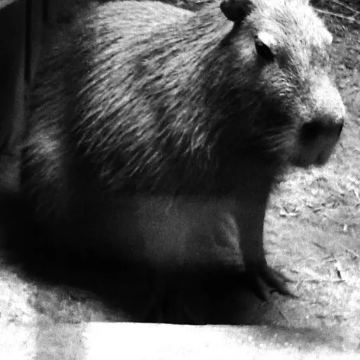 creator RIP CAPYBARA🕊⚰️😔's avatar