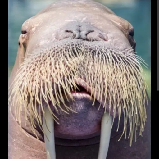 creator Walrus the IV's avatar