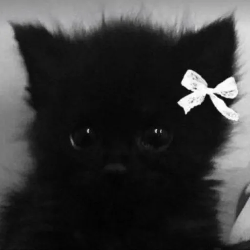 creator kotya_🍫 ^._.^'s avatar