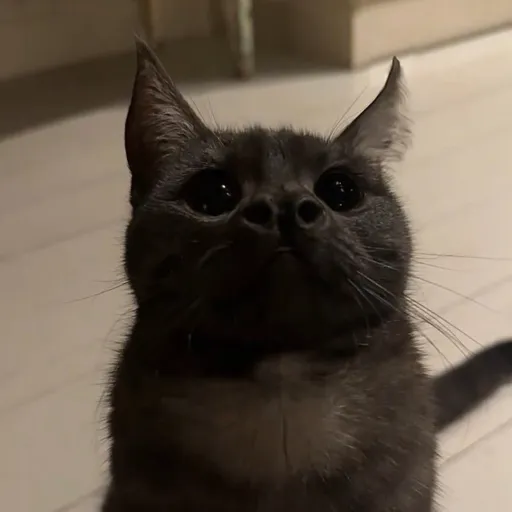 creator SenkaTheMasterking's avatar
