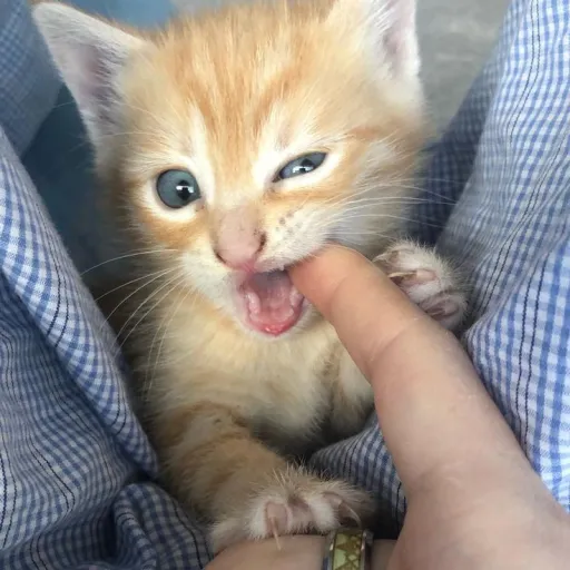 creator angelll eff 🪽's avatar