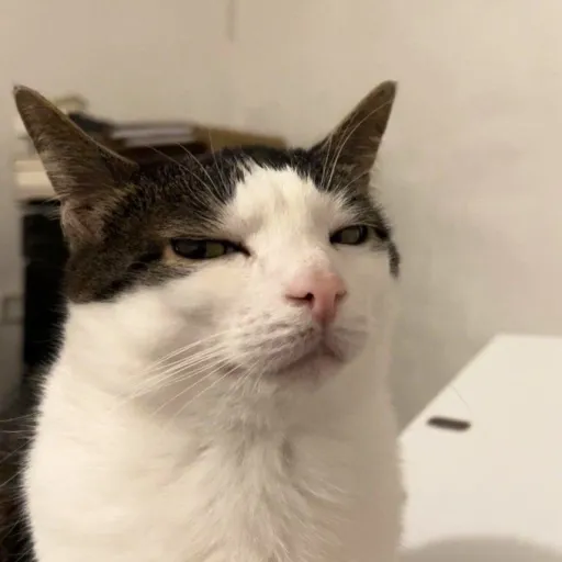 creator beeehive's avatar