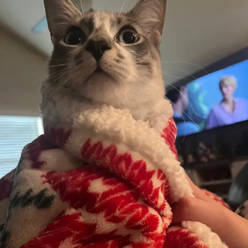 creator DurpCat's avatar