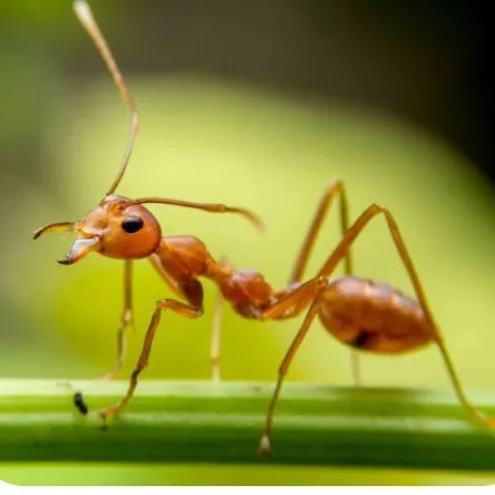 creator ur local ant:D's avatar
