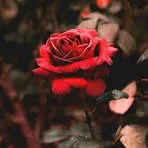 creator +{~Rose~}+'s avatar