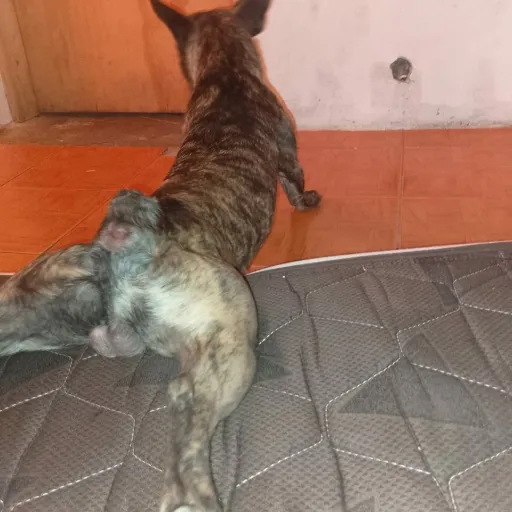 talkie's author avatar