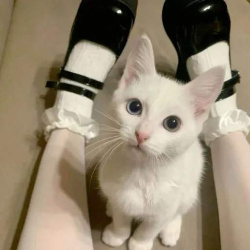 creator 𝔔𝔬𝔩𝔩 ツ🐾🧸's avatar