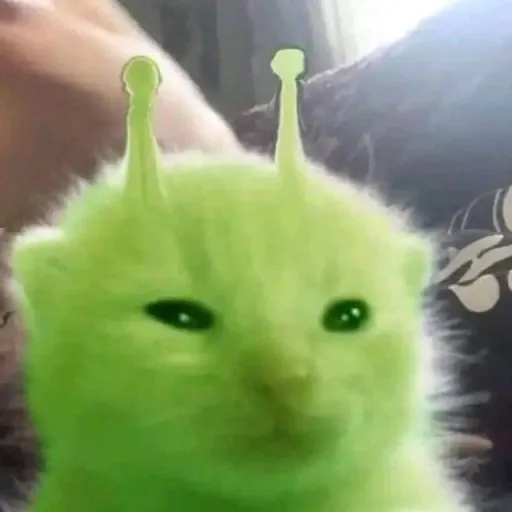 creator кошка дев.'s avatar