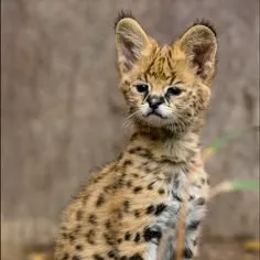 creator 🐆Сафари🐆's avatar