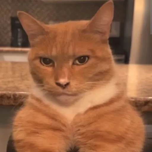 creator gato mewing's avatar
