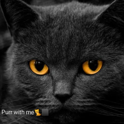 creator Kitten_Rulles_Only's avatar