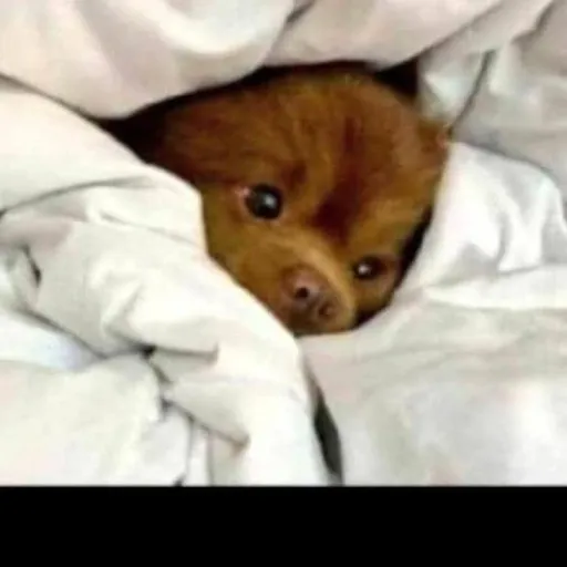 creator 🐶>cozywarm<🐶's avatar