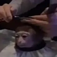 creator Captain Monkey's avatar