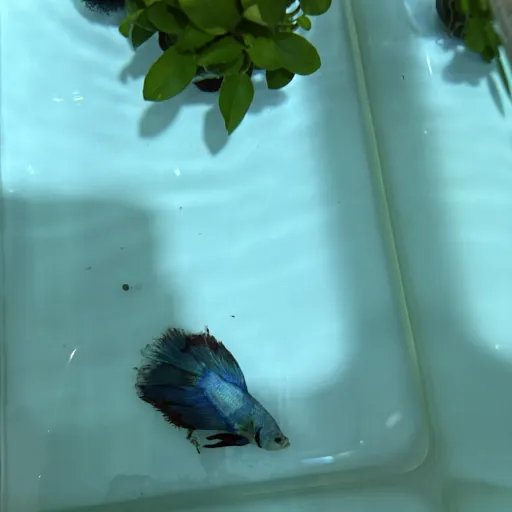 creator Mr Fishy cute's avatar