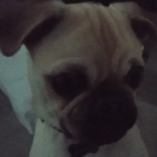creator Bruno The Dog's avatar