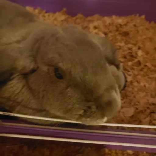 creator BunBunlola's avatar