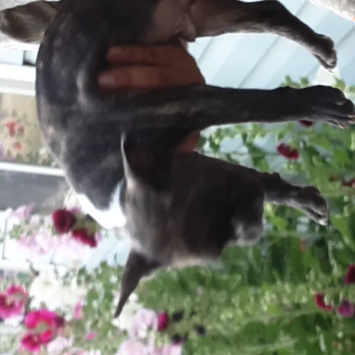 creator brista1234's avatar