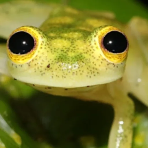 creator well my HAPPY FROG's avatar