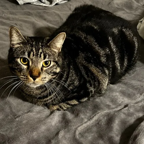 creator Prince the cat's avatar