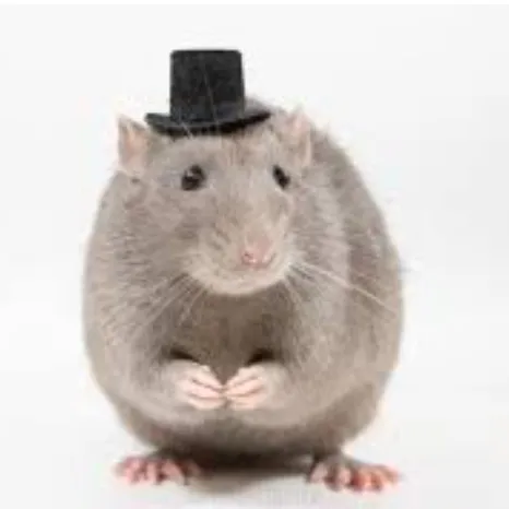 creator Rat man good guy's avatar