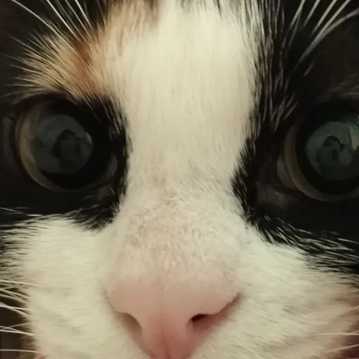 creator meep1234's avatar