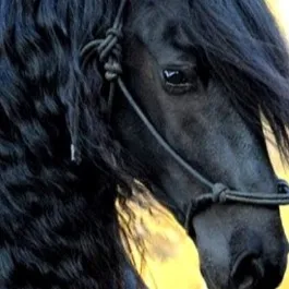 chat with ai character: Horse