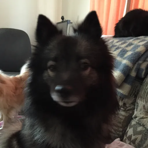 creator Silly therian🥰's avatar