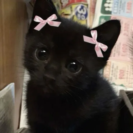creator KITTYYYYYYYUHH🐾's avatar