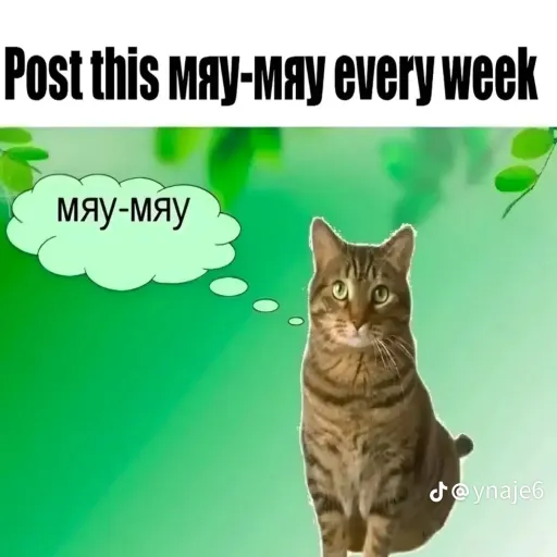 creator post this meowmeow's avatar