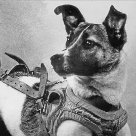 creator 💔laika 💔's avatar