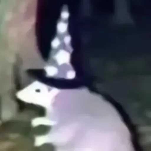 creator rata magica's avatar