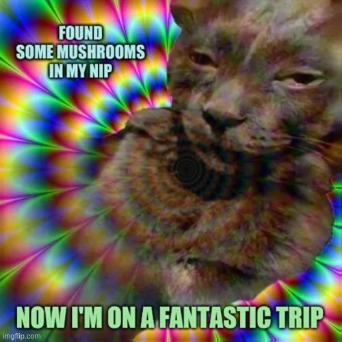 creator that wasnt catnip.'s avatar